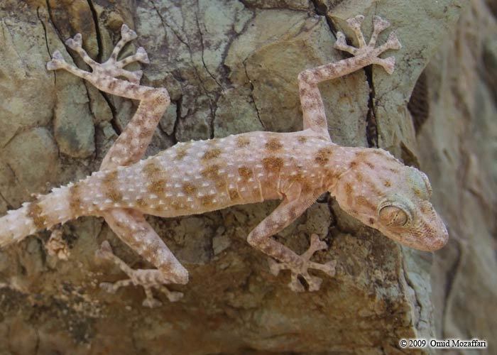 Image of Leaf-toed Gecko