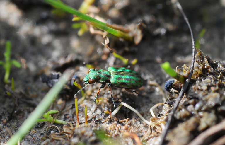 Image of Delta Green Ground Beetle