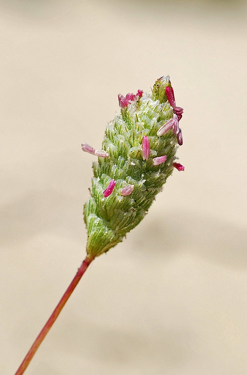 Image of Colusa Grass