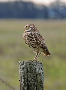 Image of Burrowing Owl