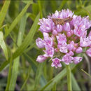 Image of chives