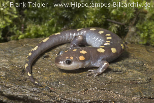 Слика од Ambystoma maculatum (Shaw 1802)