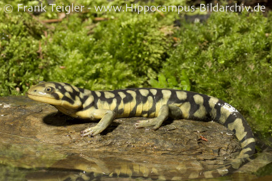 Слика од Ambystoma tigrinum (Green 1825)