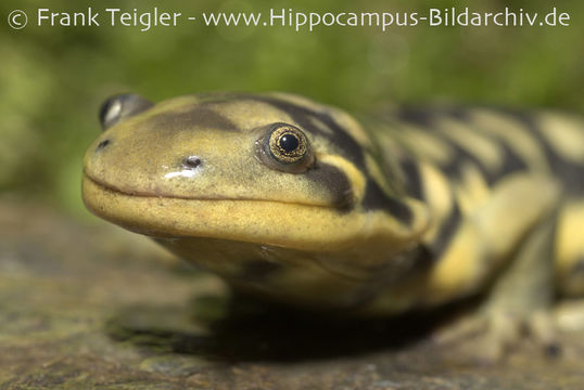 Imagem de Ambystoma tigrinum (Green 1825)