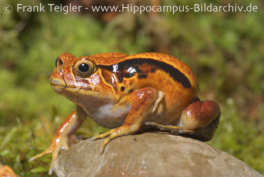 Image of Sambava Tomato Frog