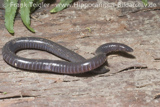 Image of Congo Caecilian