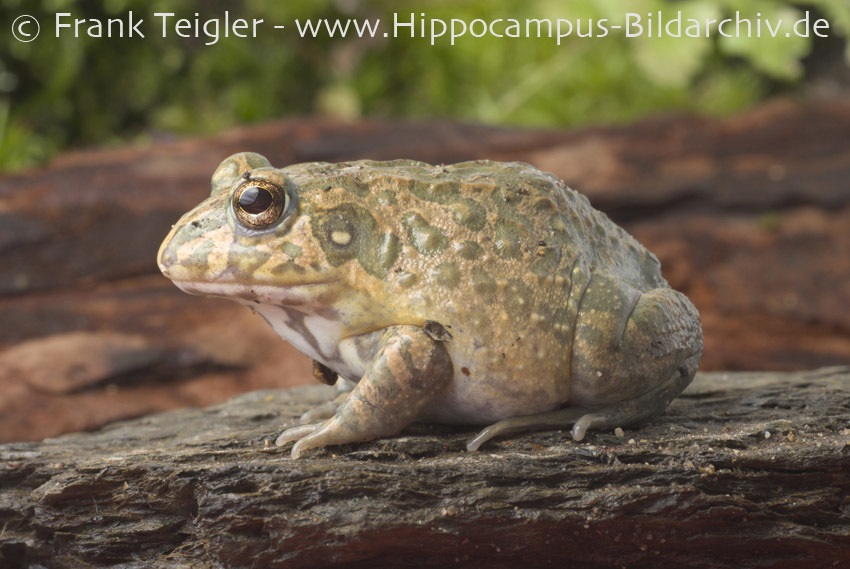 Image of African ornate frog