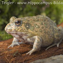 Image of African ornate frog