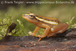 Image of Mitchell's Reed Frog