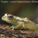 Image of Spiny-throated Reed Frog