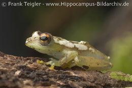 Image of Spiny-throated Reed Frog