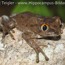 Image of Leptopelis millsoni (Boulenger 1895)