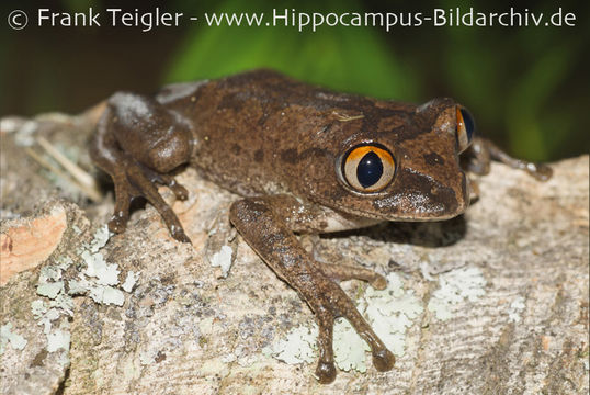 Image de Leptopelis millsoni (Boulenger 1895)