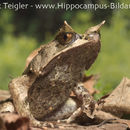 Image of Horned Frog