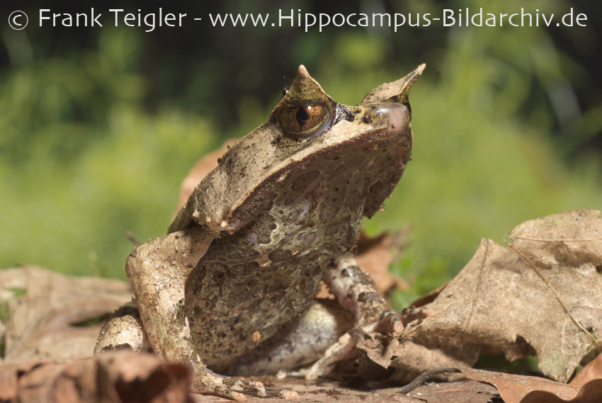 Image of Horned Frog