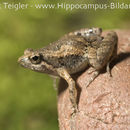 Image of rice frogs