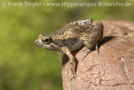 Image of Beautiful Pygmy Frog