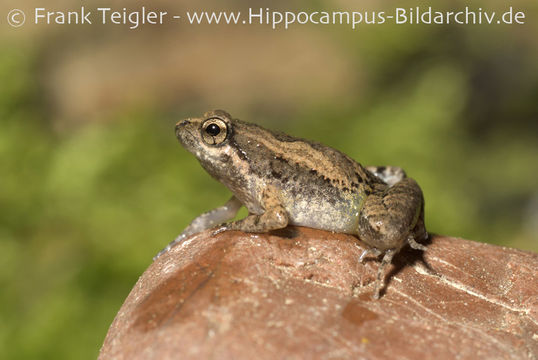 Image of Beautiful Pygmy Frog