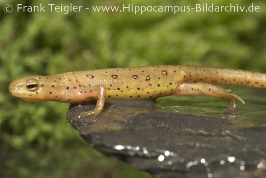 Plancia ëd Notophthalmus viridescens (Rafinesque 1820)