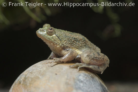 Image of Green Puddle Frog