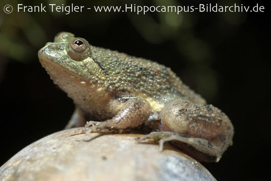 Image of Green Puddle Frog