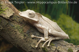 Image of File-Eared Tree Frog