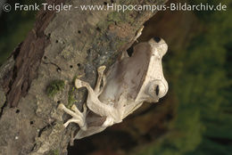 Image of File-Eared Tree Frog