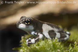 Image of Amazon Milk Frog