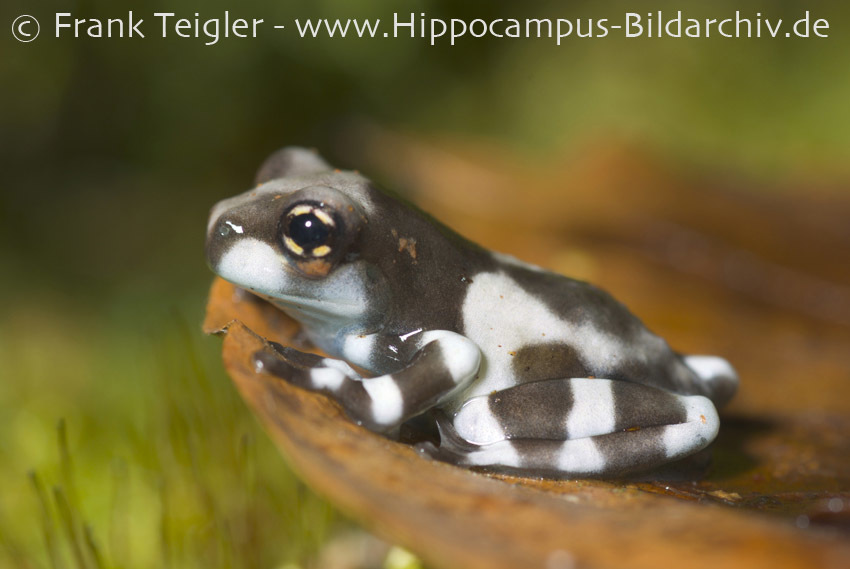 Image of Amazon Milk Frog