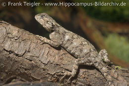 Image of Black-necked Agama