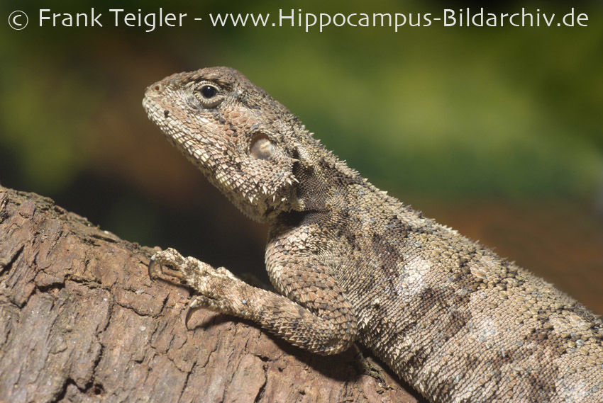 Image of Black-necked Agama