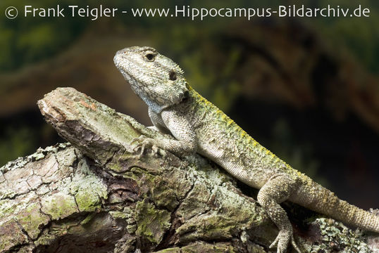 Image of Black-necked Agama