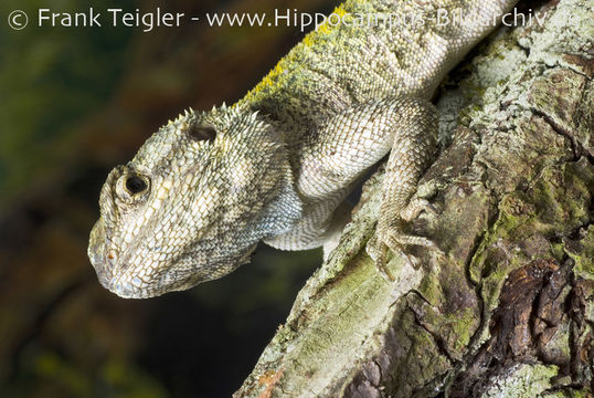 Image of Black-necked Agama