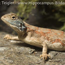 Image of Ground Agama