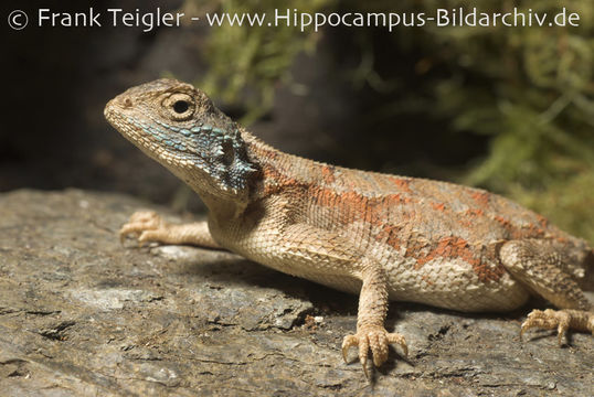 Image of Ground Agama