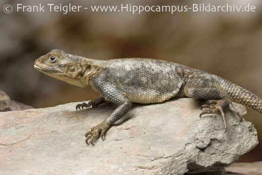 Sivun Agama agama (Linnaeus 1758) kuva