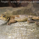 Слика од Agama planiceps Peters 1862