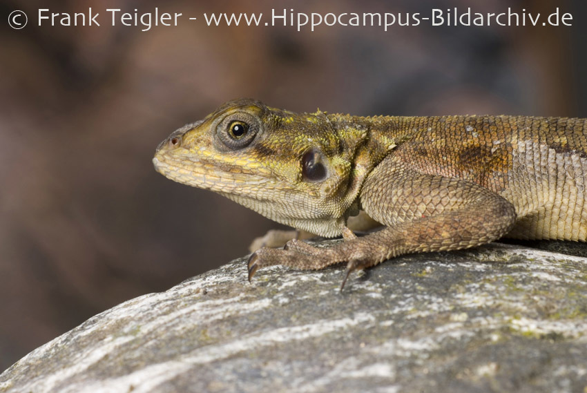 Слика од Agama planiceps Peters 1862