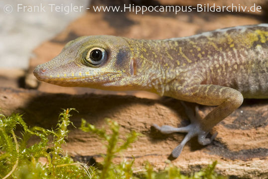 Image of West Cuban Anole