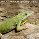 Image de Anolis coelestinus Cope 1862