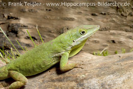 Image de Anolis coelestinus Cope 1862