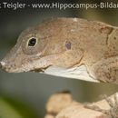 Imagem de Anolis cybotes Cope 1862