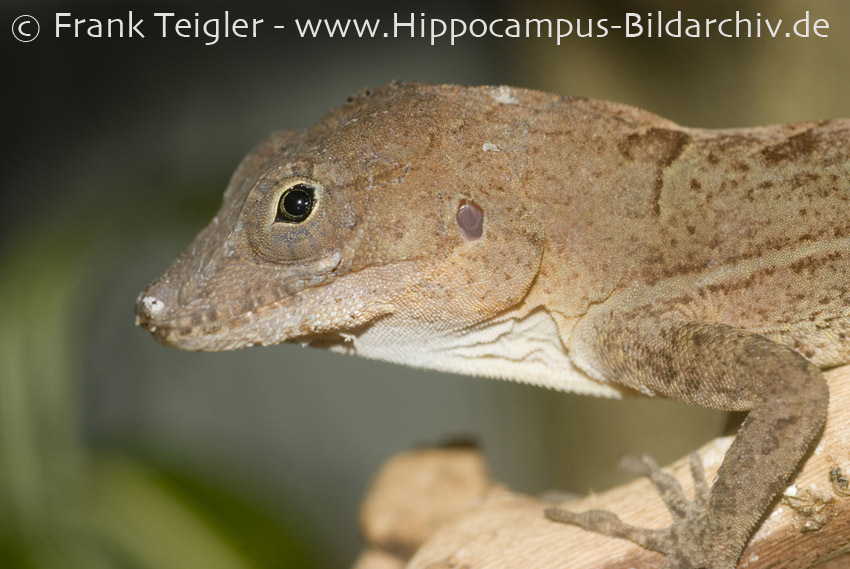 Imagem de Anolis cybotes Cope 1862