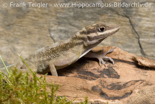 Image of Cave Anole