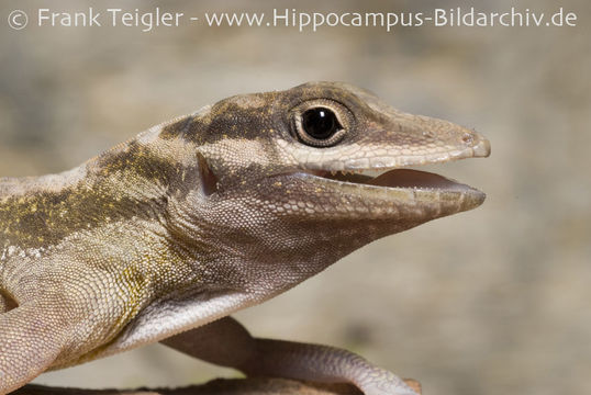 Image of Cave Anole