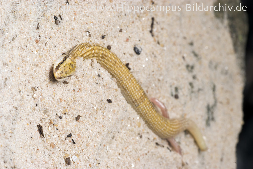 Image of Audouin's Sand-skink