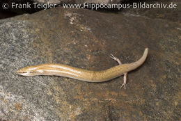 Image of Audouin's Sand-skink