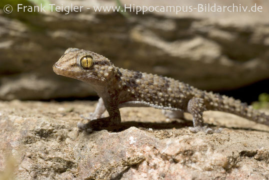 Image of Turner's thick-toed gecko