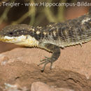 Image of Girdled Lizards