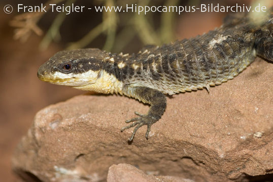 Image of Cape Girdled Lizard